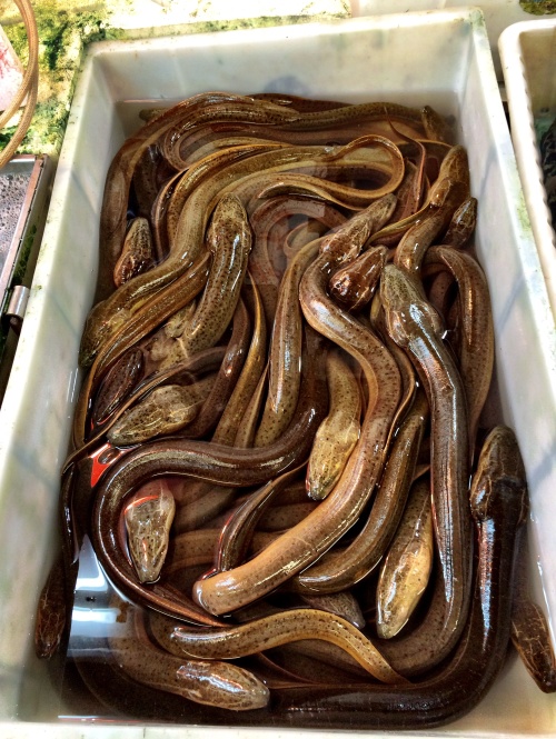 Slippery eels at the Kowloon City Market in Hong Kong