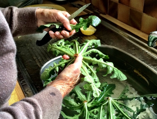 Picking and cooking Greek horta with yiayia